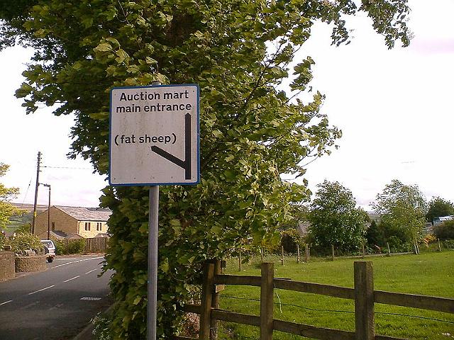 800px-Overweight_Sheep_in_Lancashire_-_Coppermine_-_6381.JPG - Let's just hope the sheep can't read.