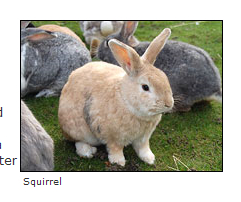 squirrel.jpg - You know, that squirrel looks surprisingly like a rabbit.